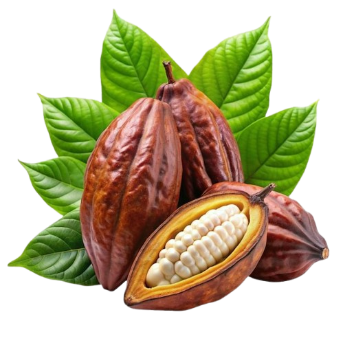 Cocoa Beans